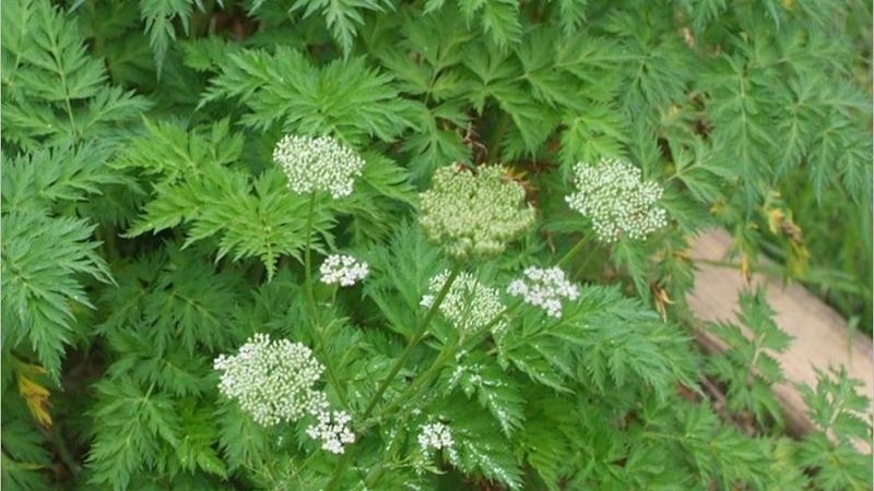 Dược liệu xuyên khung có tên khoa học là Ligusticum striatum.