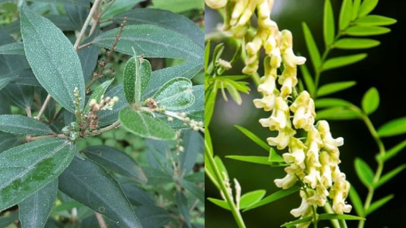 Khổ sâm có khả năng thanh nhiệt, táo thấp, sát khuẩn, lợi niệu,...