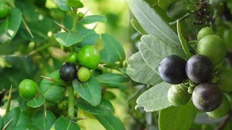 Quýt gai giúp hỗ trợ điều trị các bệnh như phong thấp đau nhức, cảm mạo, ho và đau dạ dày