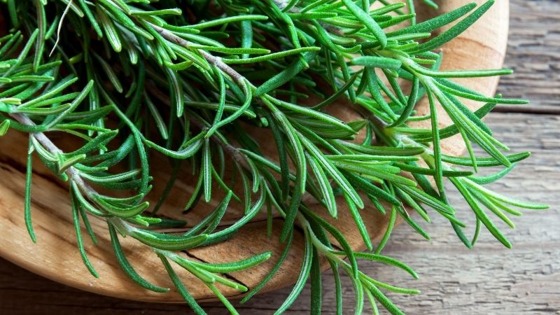 Cây hương thảo có nhiều lợi ích sức khỏe, chủ yếu nhờ các hợp chất có hoạt tính trong lá