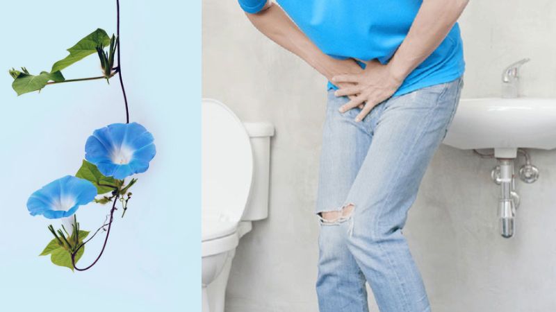 Lá bìm bìm là thành phần thường thấy trong các bài thuốc trị tiểu buốt, tiểu rắt