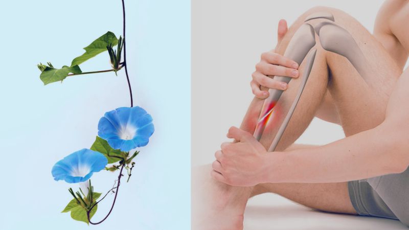 Đắp dây bìm bìm với các thành phần khác trong bài thuốc để điều trị gãy xương kín