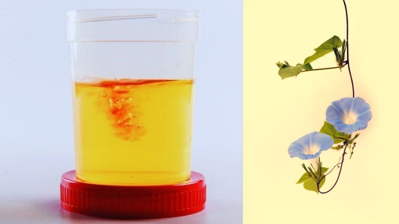Phối hợp dây bìm bìm, hạt dành dành và cam thảo dây hỗ trợ điều trị tiểu ra máu
