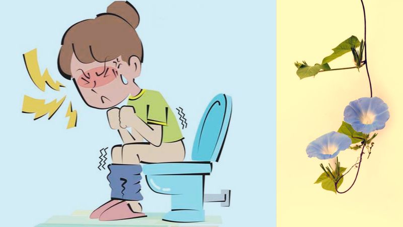 Dây bìm bìm phơi khô, tán nhuyễn thành bột giúp điều trị táo bón