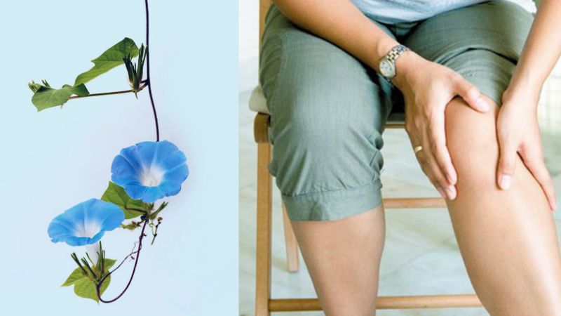Ăn canh cá quả hoặc cá diếc nấu với lá bìm bìm non giúp giảm phù thũng