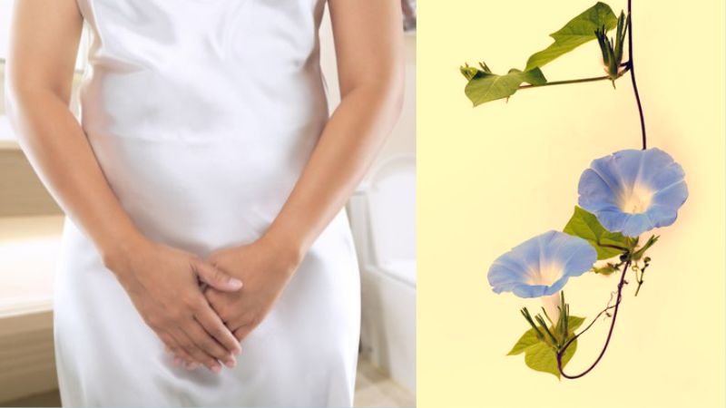 Lá bìm bìm hỗ trợ phục hồi sau sinh, giúp giảm tình trạng phù nề, tiểu ít 