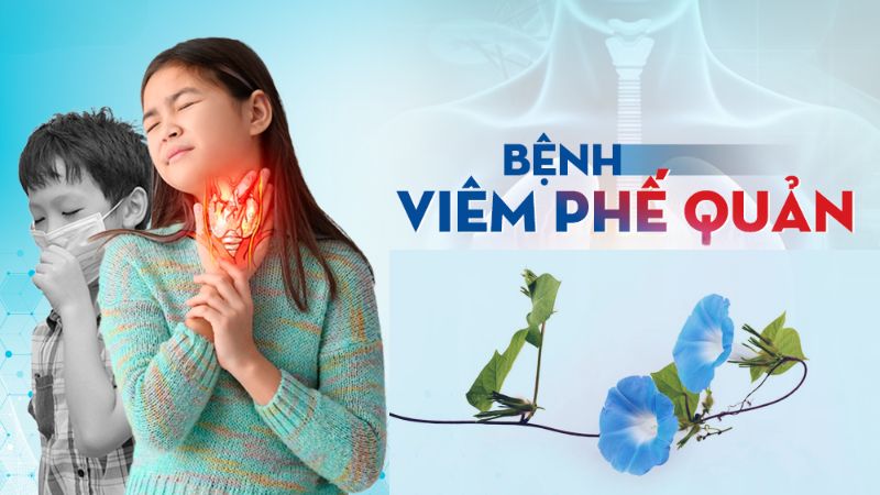 Dây và lá bìm bìm có thể dùng để điều trị viêm phế quản