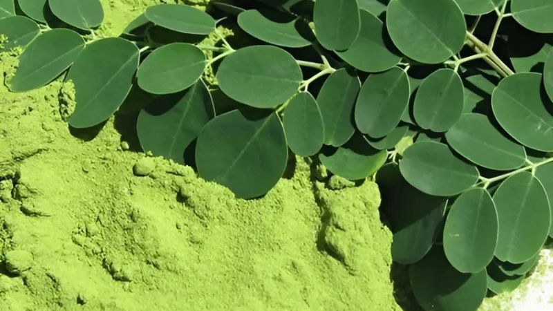 Bột chùm ngây có khả năng cải thiện chức năng tình dục