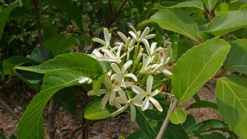 Cây mộc hoa trắng là một loại cây thuốc nam quý