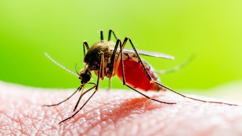 Cây mộc hoa trắng có tiềm năng như một phương pháp tự nhiên trong việc điều trị sốt rét