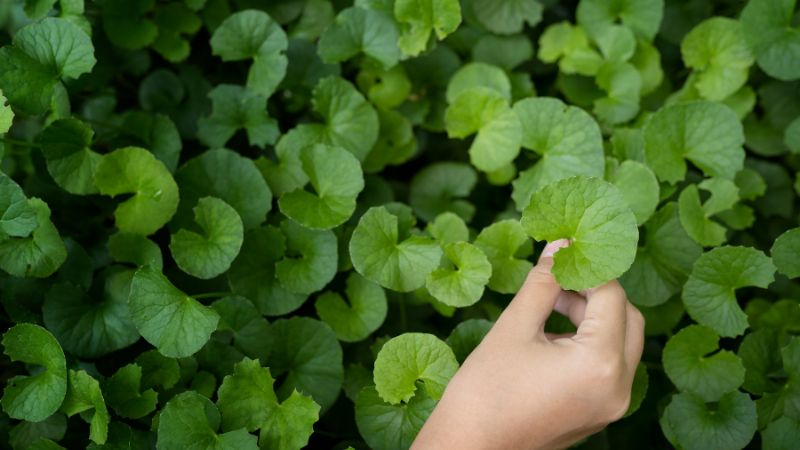 Rau má làm giảm stress, giảm lo âu và căng thẳng