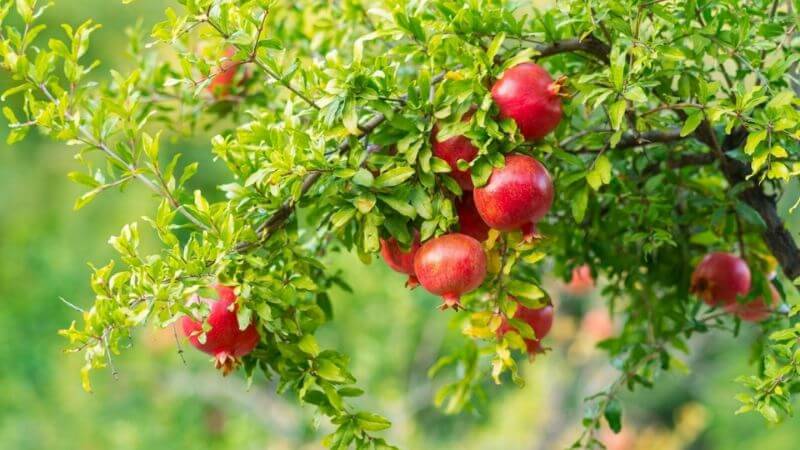 Lựu có chứa ít calo và chứa nhiều dinh dưỡng