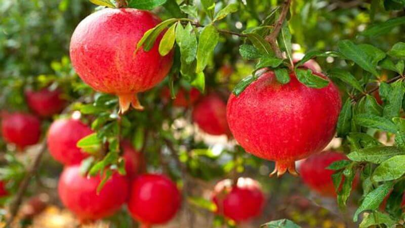 Bạn có thể ăn 200 - 300 gram lựu mỗi ngày