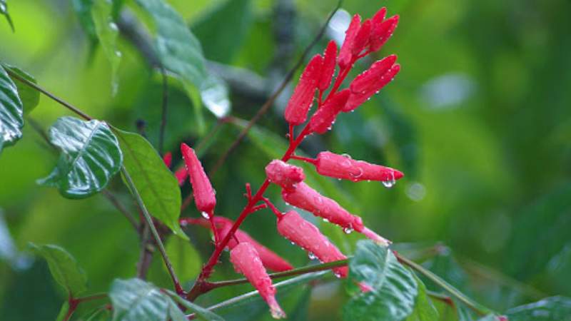 Các hoạt chất phytochemical trong cây thằn lằn mang đến nhiều lợi ích cho sức khỏe