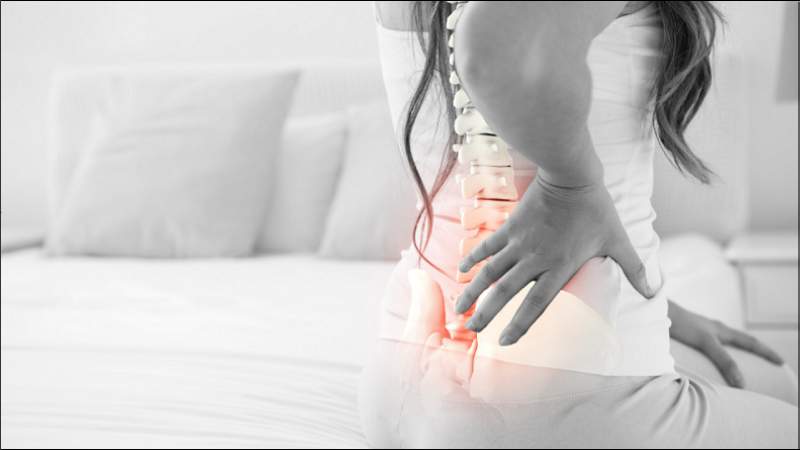 Quả sung thằn lằn được sử dụng trong bài thuốc bổ trị đau xương