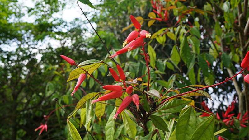 Gỗ cây thằn lằn chứa một hoạt chất không có nitrogen là quassin đắng nhất trong tự nhiên