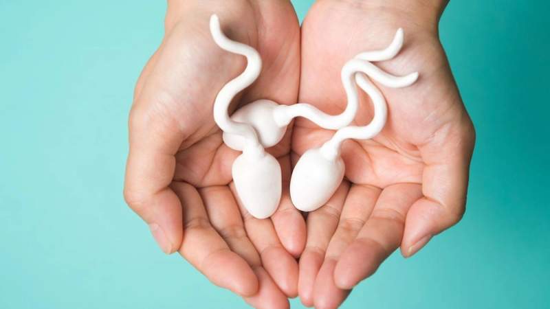 Ngâm rượu với cây thằn lằn uống chữa di tinh, liệt dương