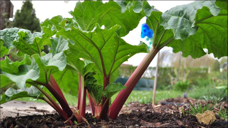 Đại hoàng rất giàu chất xơ, vitamin K, canxi cùng các vitamin và khoáng chất khác