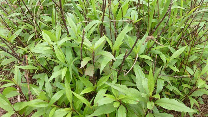 Mần tưới non đem nấu canh ăn giúp giải cảm