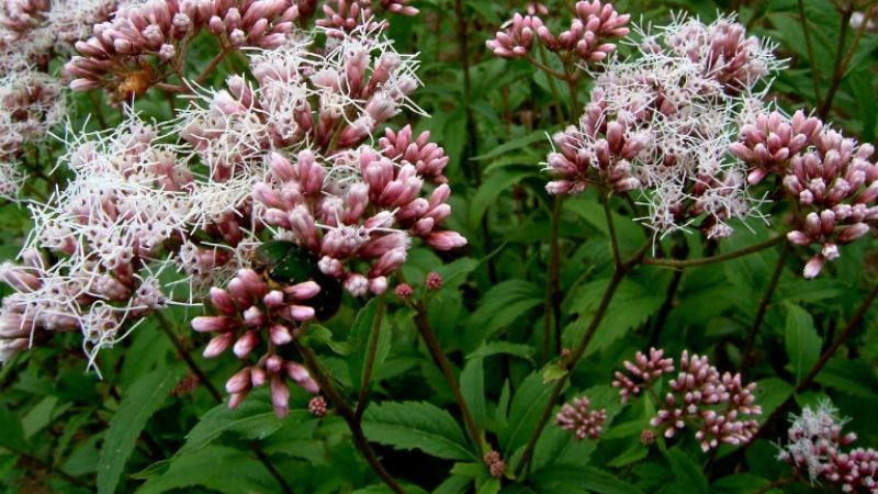 Thời điểm thu hái tốt nhất là vào mùa hạ, khi cây mần tưới bắt đầu ra hoa