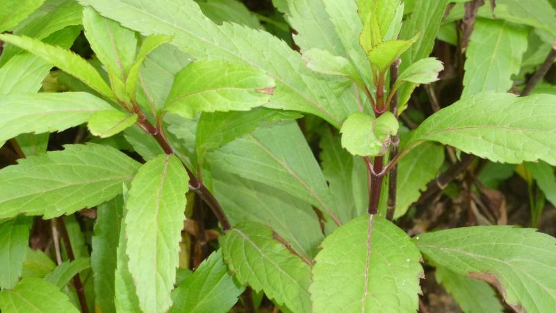 Cây mần tưới có tác dụng phá ứ huyết, hoạt huyết, điều kinh, lợi tiểu và hạ sốt