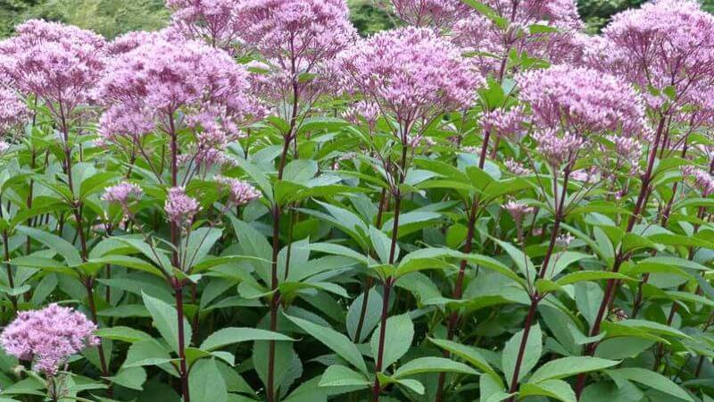 Thân và lá của cây mần tưới có tác dụng hỗ trợ điều trị tăng huyết áp