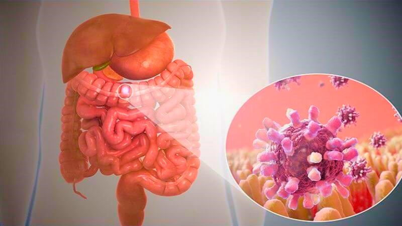 Cây mần tưới có khả năng ức chế hoạt động của virus đường ruột