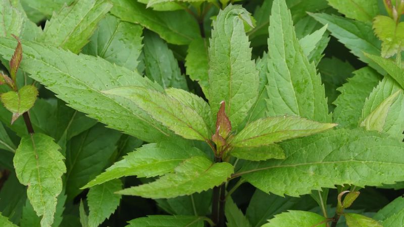 Bạn có thể dùng 12 – 20g mần tưới tươi mỗi ngày