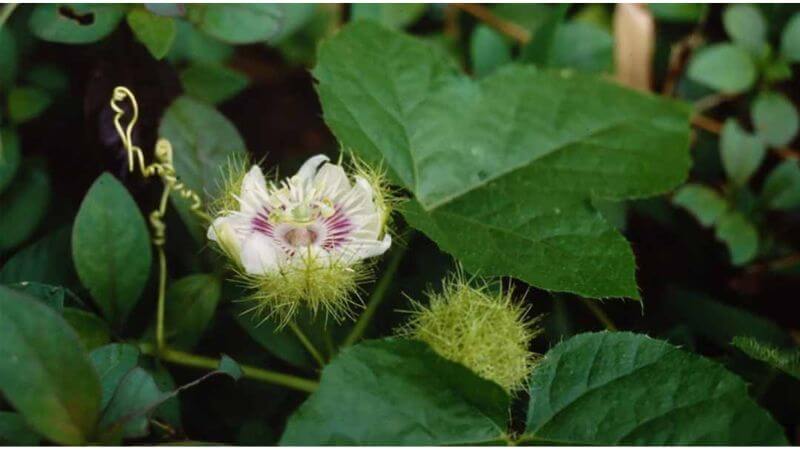 Cây Lạc tiên hay còn gọi là cây chùm bao có tên khoa học là Passiflora foetida L. thuộc họ Lạc tiên