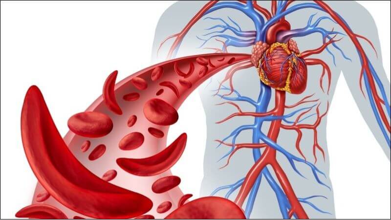 Chiết xuất từ cây lạc tiên có tác dụng làm dịu thần kinh và điều hòa tuần hoàn máu