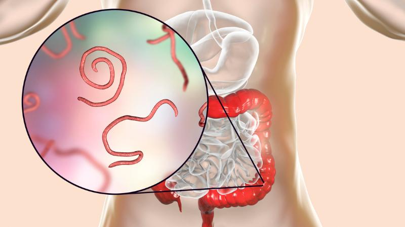 Chiết xuất của cây thanh táo gây tê liệt và tiêu diệt giun trong thời gian nhất định