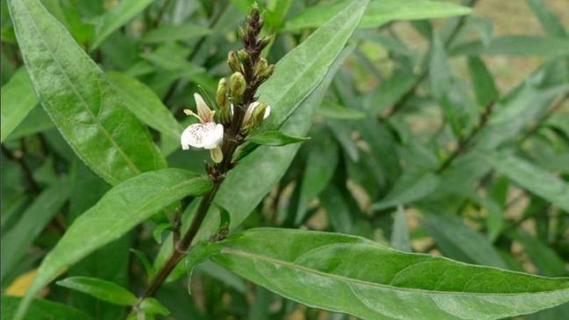 Cây thanh táo chứa alkaloid justixin và khoảng 0.001% tinh dầu