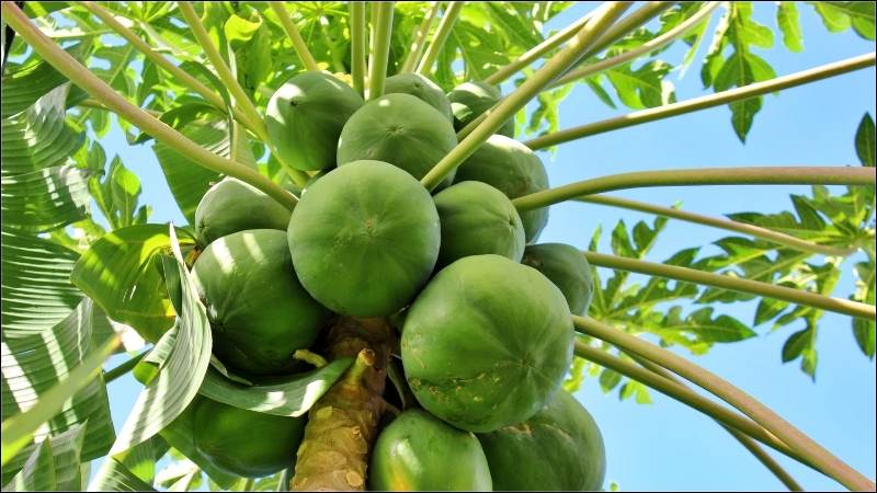 Đu đủ xanh được coi là một thực phẩm lợi sữa