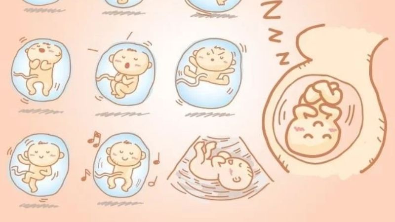 Chu kỳ thức - ngủ của trẻ không phụ thuộc vào chu kỳ thức - ngủ của mẹ Chu kỳ thức - ngủ của trẻ không phụ thuộc vào chu kỳ thức - ngủ của mẹ