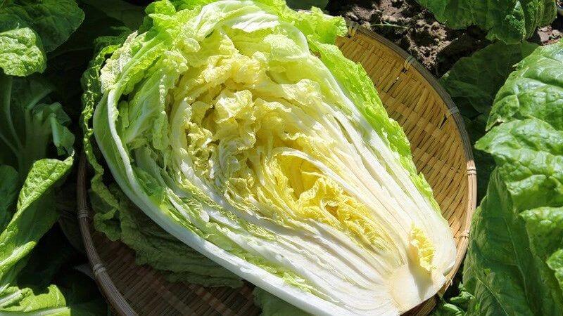 Khi chọn cải thảo, hãy ưu tiên những cây có màu xanh nhạt ở ngọn và trắng dần từ thân xuống gốc