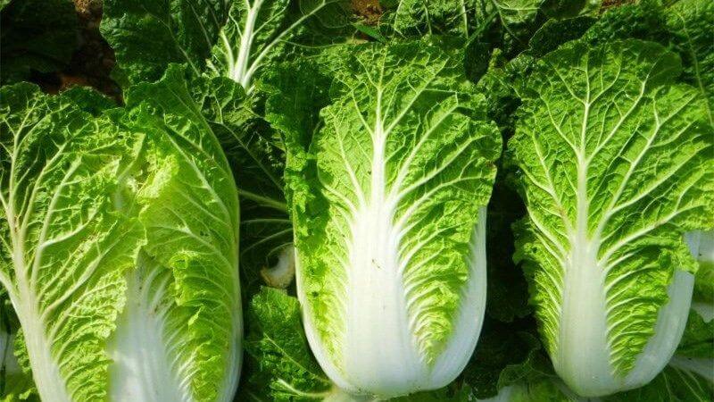 Chọn những cây cải thảo có kích thước vừa phải