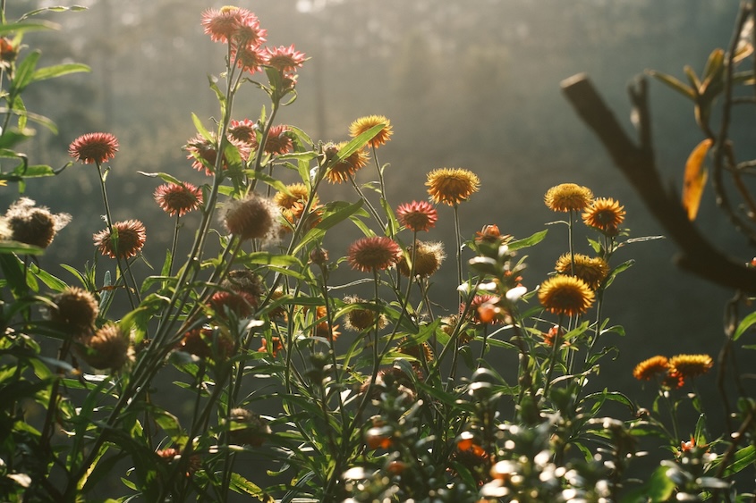 Hoa bất tử có nguồn gốc từ Úc 