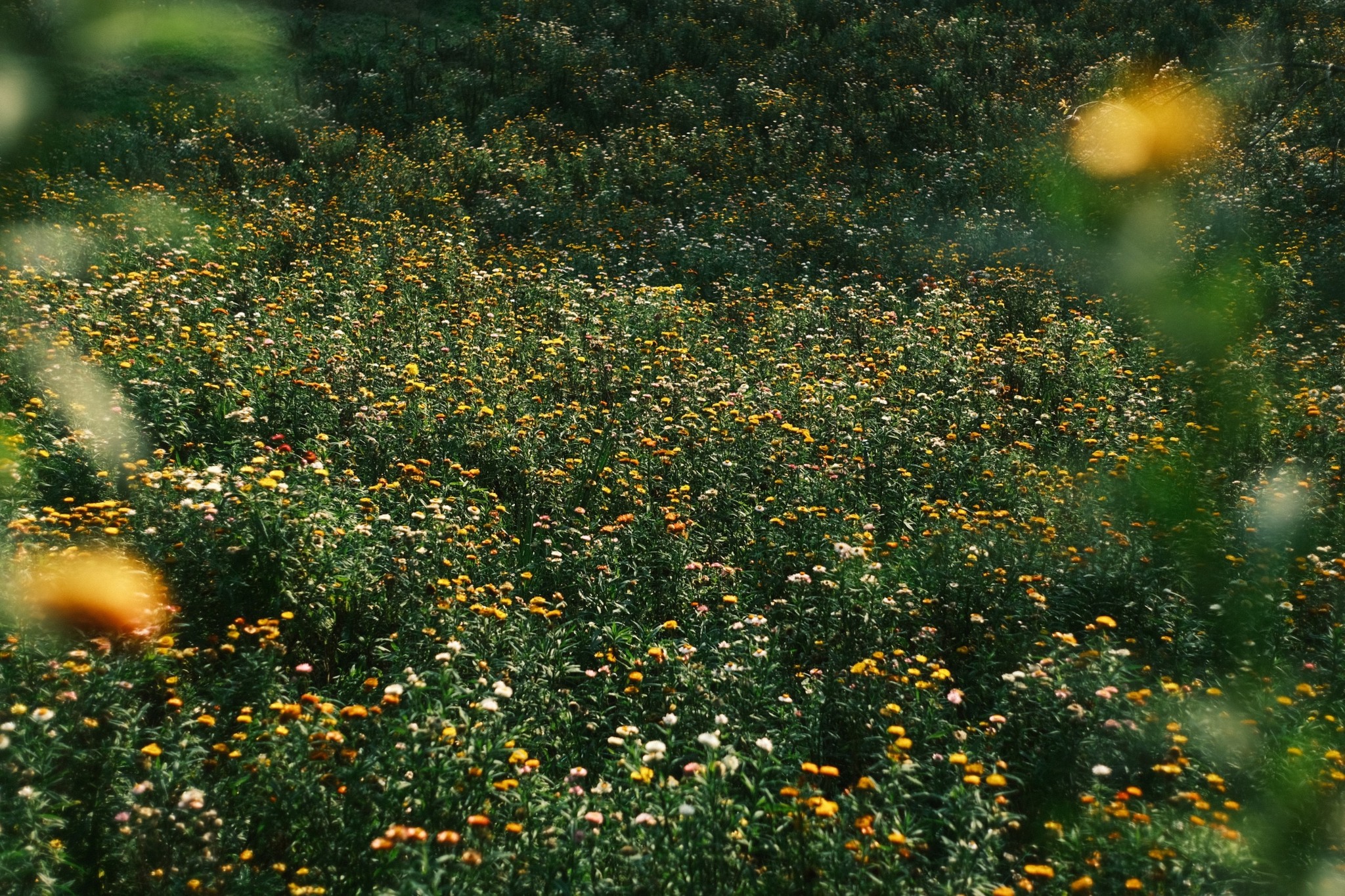 Hoa bất tử mang ý nghĩa tình yêu bất diệt, trường tồn