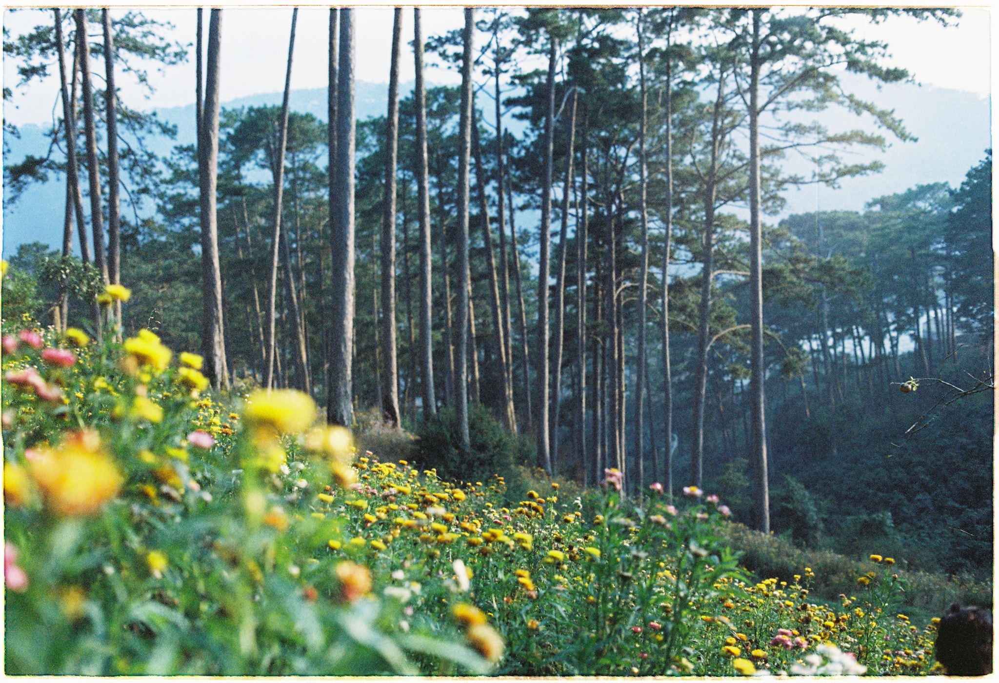 Cánh đồng hoa bất tử trên triền núi cao nguyên Lâm Viên