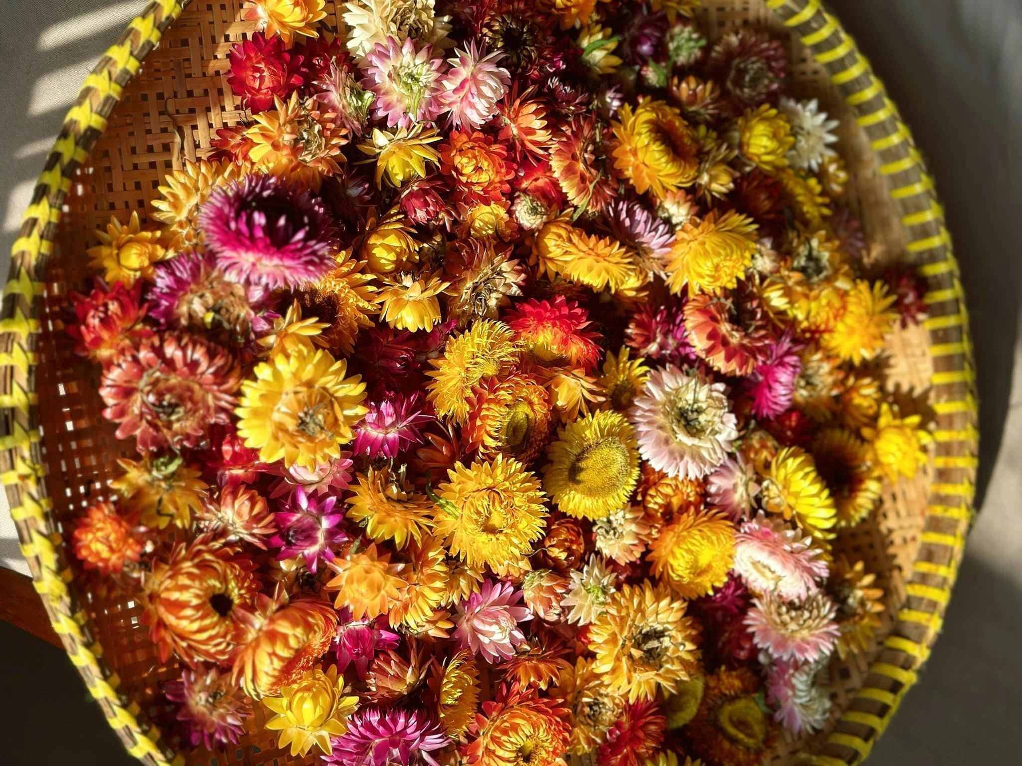 Hoa bất tử sau khi được phơi khô