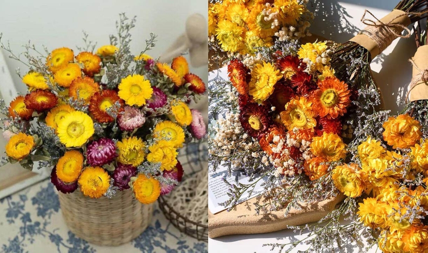 Hoa bất tử khô có thể giữ được vẻ đẹp rực rỡ trong khoảng 1-  2 năm