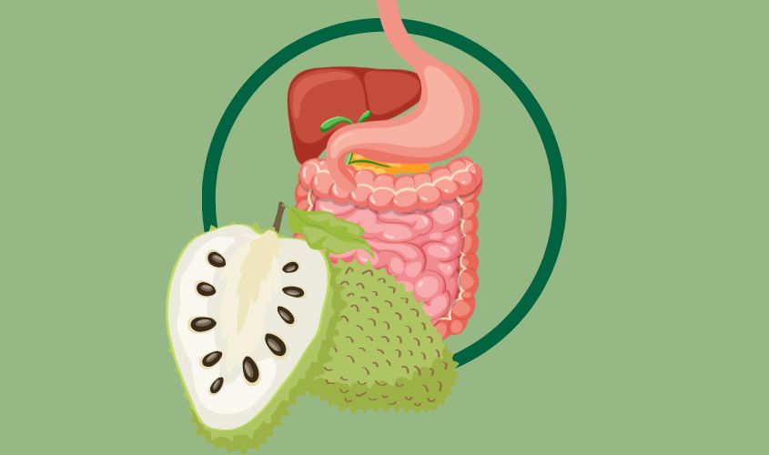 Hình ảnh thể hiện mãng cầu tốt cho hệ tiêu hóa