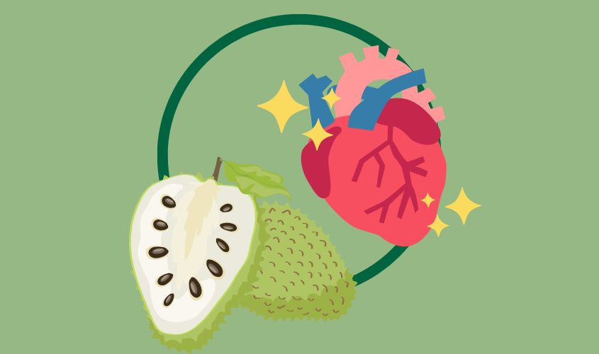 Hình ảnh thể hiện mãng cầu tốt cho hệ tim mạch