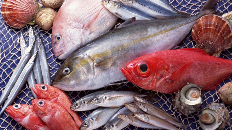 Một số loại cá chứa hàm lượng thủy ngân cao ảnh hưởng đến hệ thần kinh của thai nhi Một số loại cá chứa hàm lượng thủy ngân cao ảnh hưởng đến hệ thần kinh của thai nhi