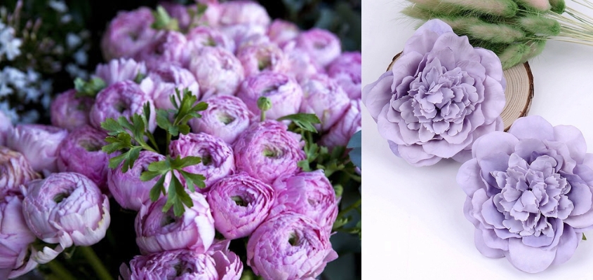 Hoa mẫu đơn tím tượng trưng cho tình yêu mãnh liệt