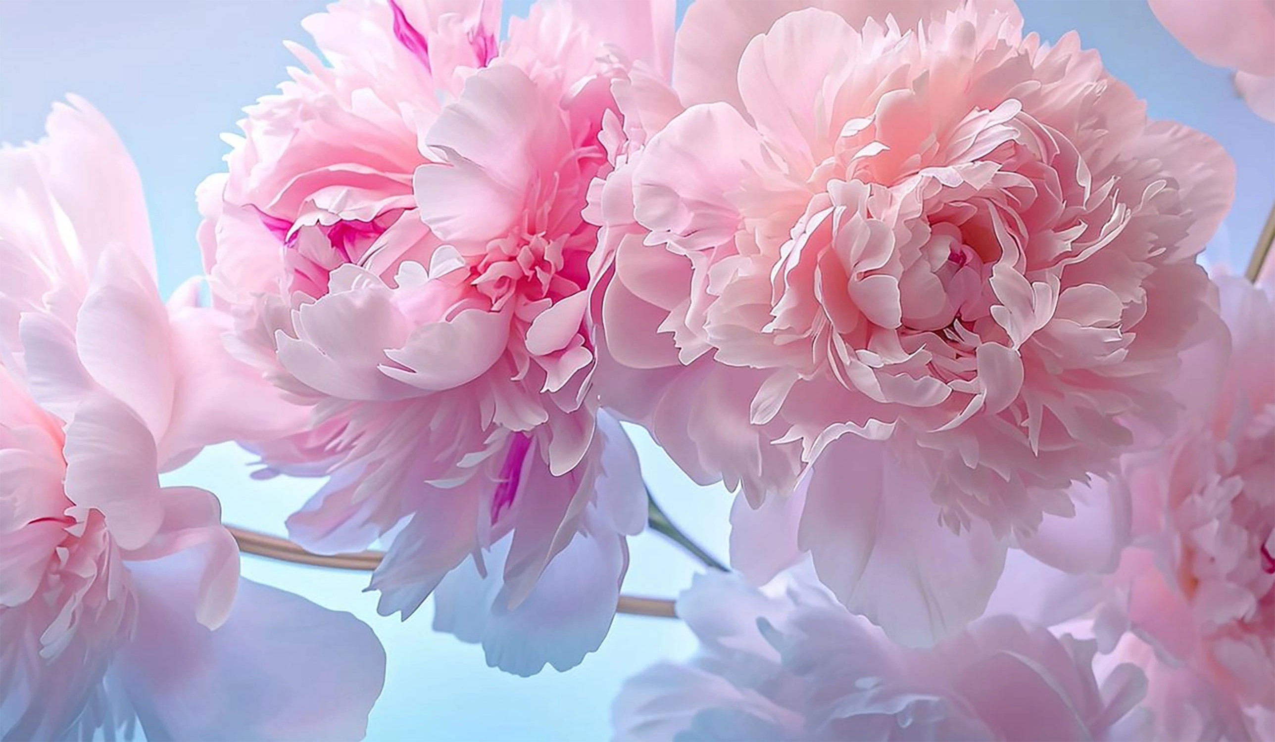 Hoa mẫu đơn còn được gọi là hoa trang