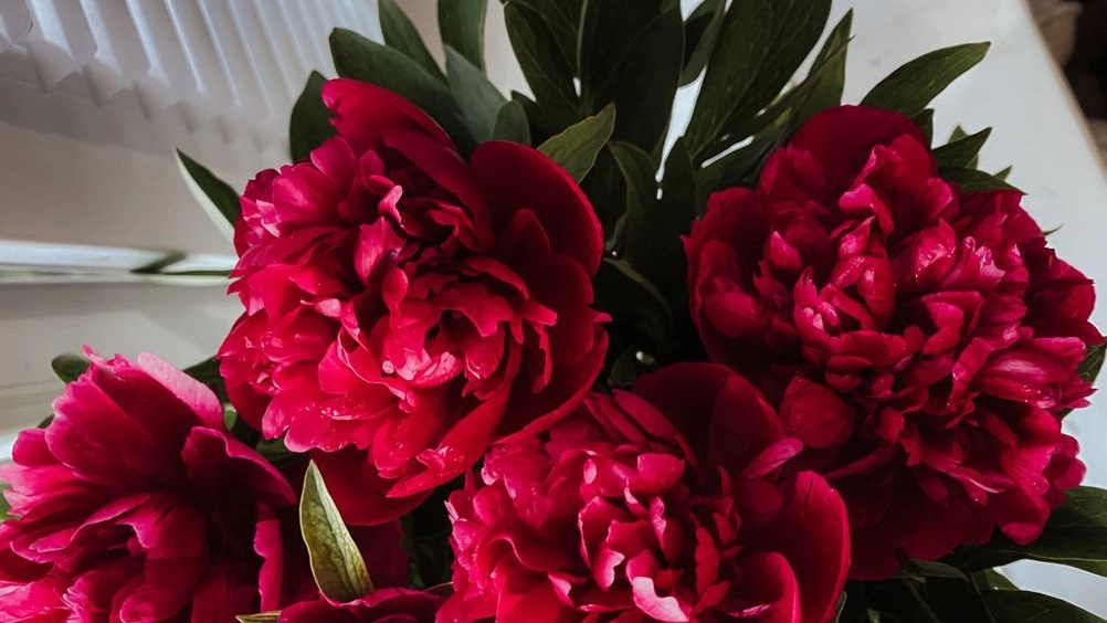 Hoa mẫu đơn tượng trưng cho tình yêu nồng cháy