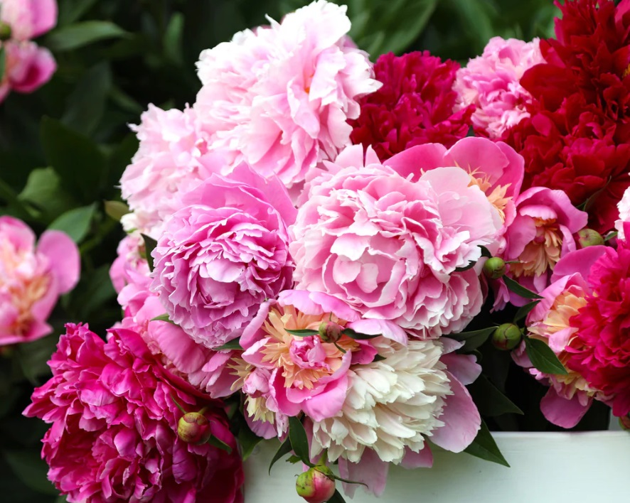 Hoa mẫu đơn có rất nhiều màu sắc