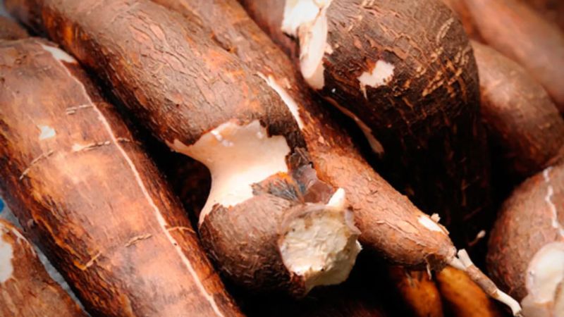 Ăn sắn sống dễ bị ngộ độc xyanua Ăn sắn sống dễ bị ngộ độc xyanua