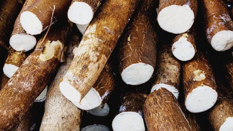 Sắn được dùng để chế biến món ăn hoặc dùng làm nguyên liệu sản xuất công nghiệp Sắn được dùng để chế biến món ăn hoặc dùng làm nguyên liệu sản xuất công nghiệp